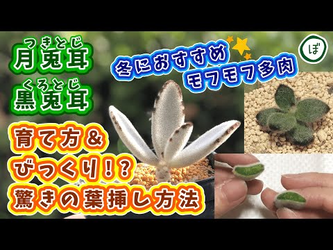 園芸 ラケットサボテン、ウサギの耳