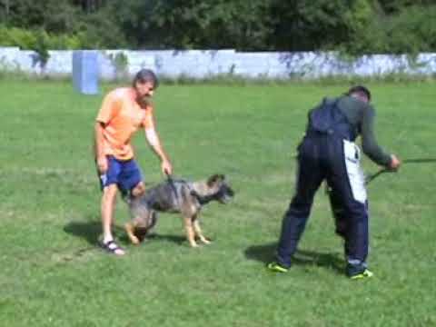 Nike z údolí Úpy (Xoltan von Peroh x Honey z údolí Úpy) obrana  8 měsíců