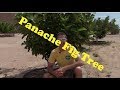 Panache Fig Tree