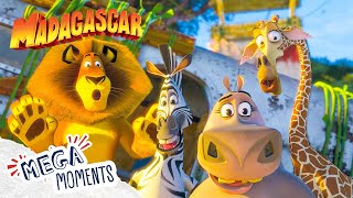 All Your Favourite Madagascar Friends! 🐾 | Madagascar | Compilation | Mega Moments