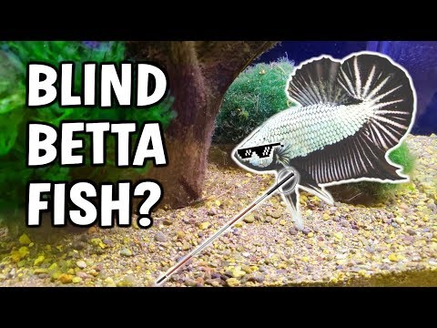 My Betta Fish Is GOING BLIND?