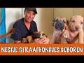 Westpointer-puppy's gevonden op straat | DierenpraatTV
