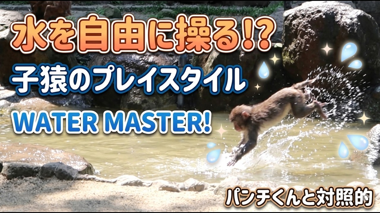 水を自由に操る子猿のプレイスタイルが水に落ちたパンチくん（punch）とは対照的だね！ / monpai monyet 小猿 子ザル 高崎山自然動物園 モンキー