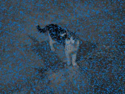 ♪♬El Gato Efren♪♬