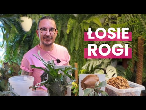 🦌🌿 Uprawa ŁOSICH ROGÓW W SPHAGNUM