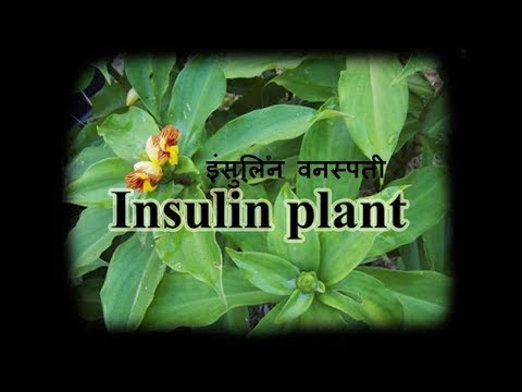 इन्सुलिन के पौधे का पहचान/ मधुमेह की अचूक दवा अनुभव करके देखें-how to use insulin plant leaves Video