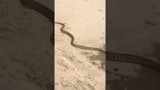 Download lagu fordson vs snake 🐍tractor original sound in Punjab mp3 Download lagu fordson vs snake 🐍tractor original sound in Punjab mp3
