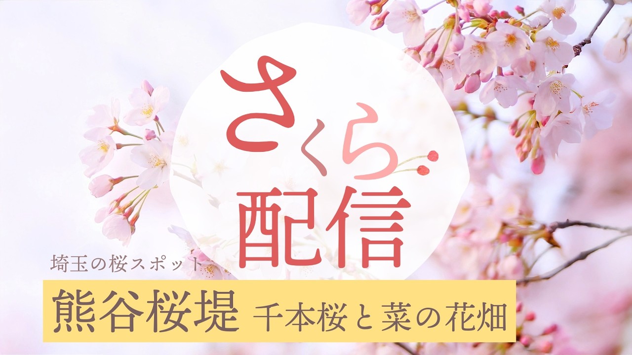 熊谷桜堤 2026 埼玉最大級の桜堤（昼間の配信）🌸埼玉桜の名所🌸【お花見ライブ配信🌸】Kumagaya Cherry Blossom Embankment