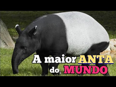 ANTA MALAIA. A MAIOR E MAIS PESADA ANTA DO MUNDO.