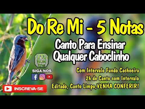 Do Re Mi 5 Notas -- Canto Para Ensina Qualquer #caboclinho --- Treinar   CABOCLINHO PROFESSOR