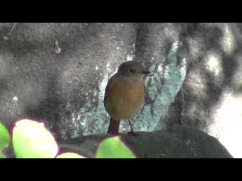 黒岩寿美怜の動物大好き色々まとめ（鳥編） - FC2まとめ