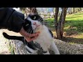 Tuxedo Cat That Waits For Me In The Same Place Every Day Is So Cute And Friendly