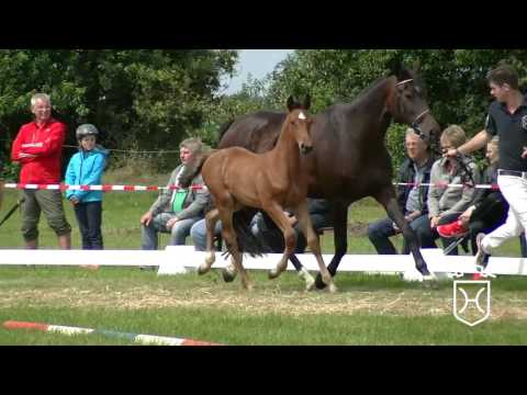 NF254 Stutfohlen von Casaltino - Contender - Sir Shostakovich xx