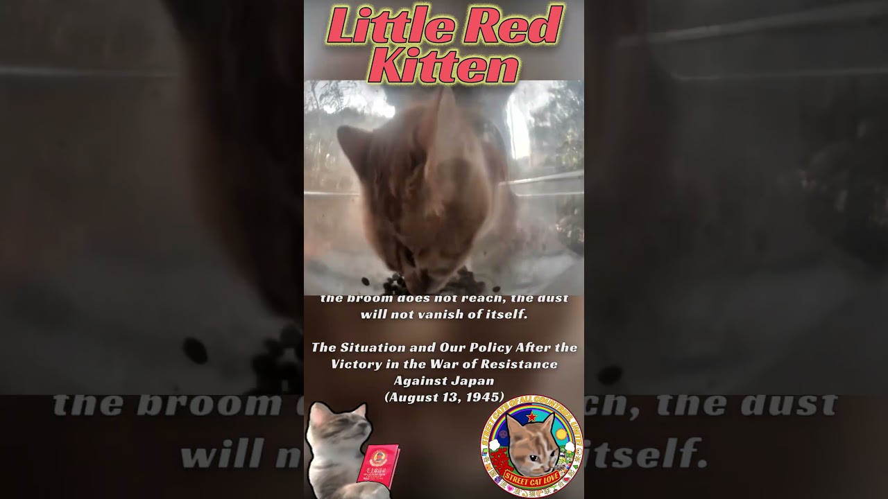 Sir Snoobert FEASTS at Auspicious Feeder! RedNote 19 🐈 #hellostreetcat #purrrr #cat #theory #china