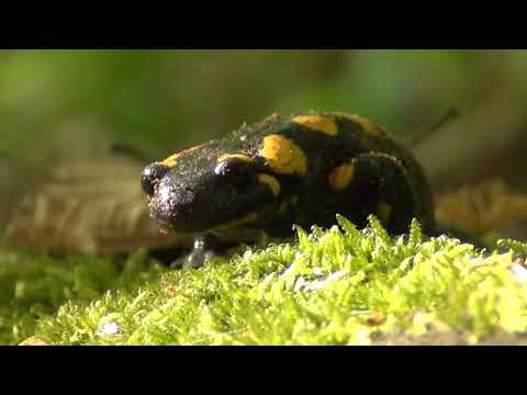 Krásy chráneného územia SK/UA - Chránenej krajinnej oblasti Vihorlat