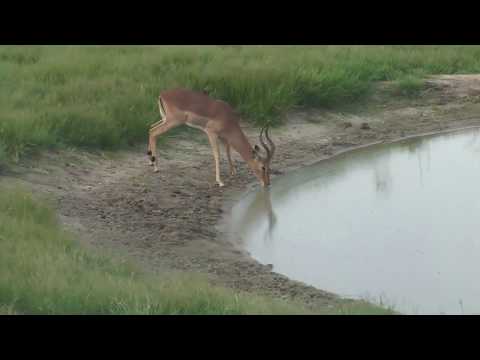 Djuma: Impalas, Nyalas and Kudu grazing about enjoying the afternoon - 16:50 - 01/30/19