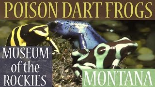 preview picture of video 'Poison Dart Frogs (Family - Dendrobatidae), Museum of the Rockies, Bozeman, Montana, USA'