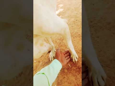 dog 🐕🐕🐶🐶 #newsong