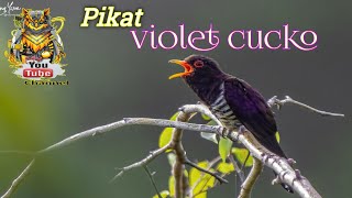 Download lagu Kedasih Violet Cuckoo Suara pikat dan Masteran mp3 Download lagu Kedasih Violet Cuckoo Suara pikat dan Masteran mp3