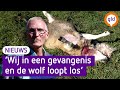 Schapen gedood van meerdere dierhouders in Elspeet: vermoedelijk wolf