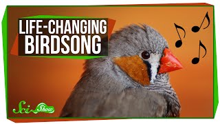 Life-Changing Birdsong