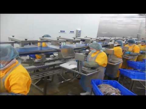 Linia porcjowania filetów śledziowych na stałą masę. www.kazbi.com.pl