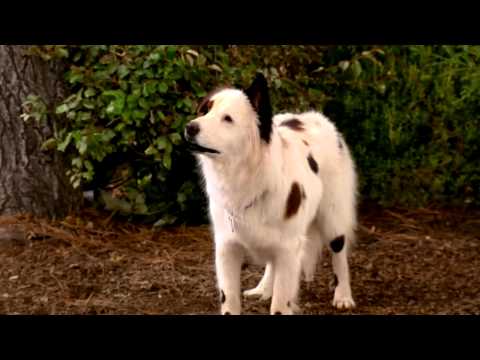 Dog With A Blog - Stan Runs Away