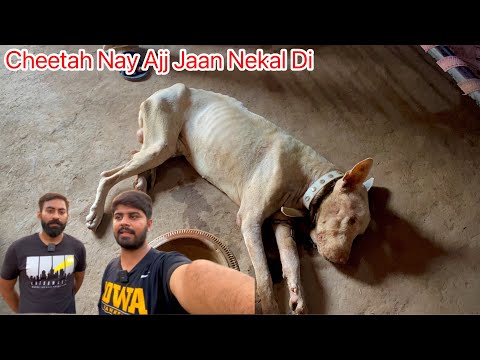 Blood Anay Say Jaan He Nekal Gai😭😭 Qadeer bhai melny aye