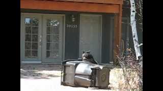 preview picture of video 'Black Bear Evergreen Colorado'