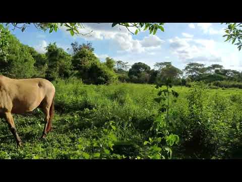 Chácara a partir de 1.300M2  25.000 de Entrada Parcelo o Restante 20 km de Goiânia 62 9 8141-4270 