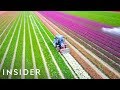 Why The Netherlands Is The Tulip Capital Of The World