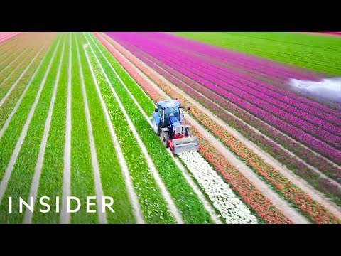 走訪荷蘭：世界上最美的鬱金香花園！ (Why The Netherlands Is The Tulip Capital Of The World)