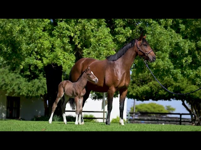Callaho Ivette Filly at Foot