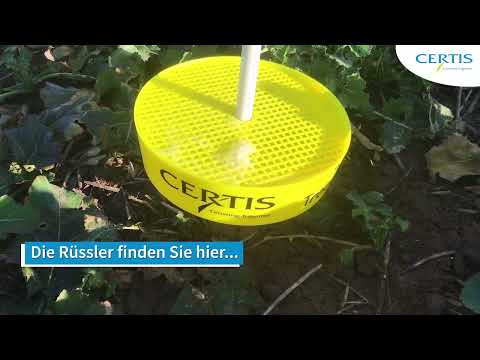 Ihr Raps ist in Gefahr - Rüssler und Rapsglanzkäfer im Raps einfach bekämpfen