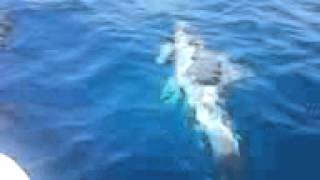 preview picture of video 'Δελφίνια στο Θολό|Amazing dolphin tricks in Greece-Tholo Beach'