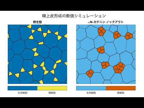 嗅上皮の数値シムレーションの動画