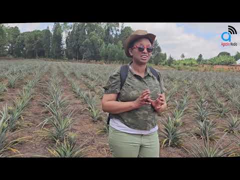 Wamu DIASPORA tumusanze mu murima munini cane yarimye w'INANASI // #CANADA- #BURUNDI