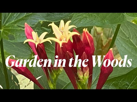 Garden in the Woods, Framingham, Massachusetts #hiking #garden