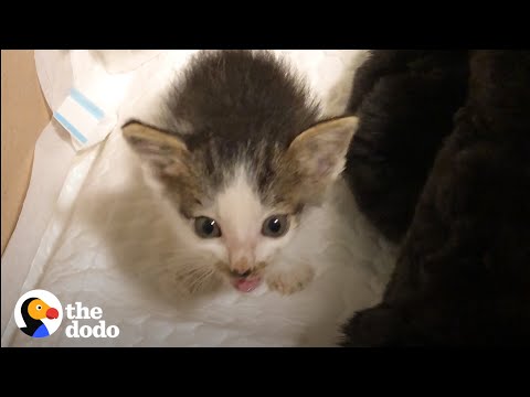 Couple Takes In 2 Orphaned Kittens Who Turn Their House Upside Down | The Dodo Cat Crazy