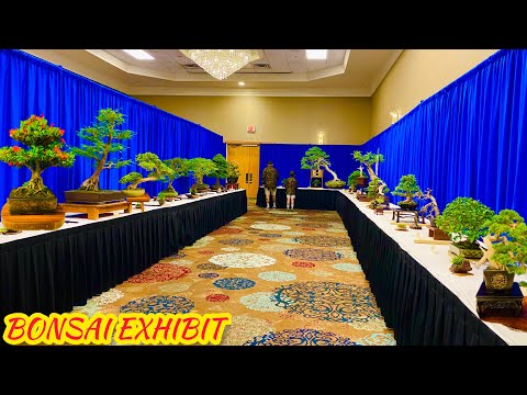 BONSAI EXHIBIT Bonsai Societies of Florida 2023