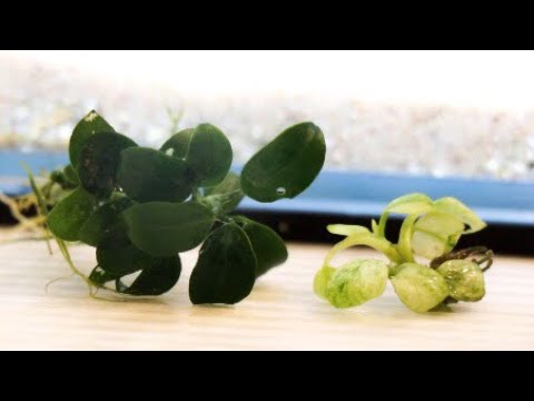 Anubias Snow White & Pinto Care!