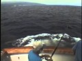 Pulled Overboard By Blue Marlin
