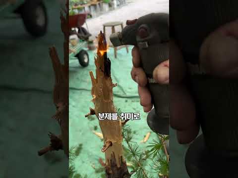 미국 분재 장인