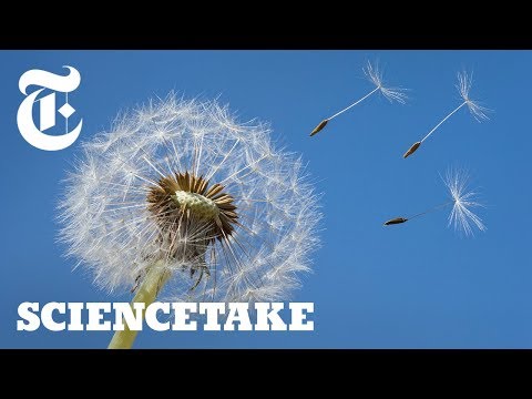 How a Vortex Helps Dandelions Fly | ScienceTake
