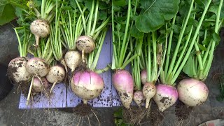 Download lagu How to Grow Turnip at Home | How to Grow Turnip in A Pot | From Seed to Fruit mp3 Download lagu How to Grow Turnip at Home | How to Grow Turnip in A Pot | From Seed to Fruit mp3
