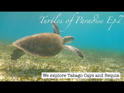 Sailing Tobago Cays and seeing their Turtles in Paradise EP7