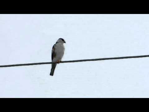 Gampsonyx swainsonii