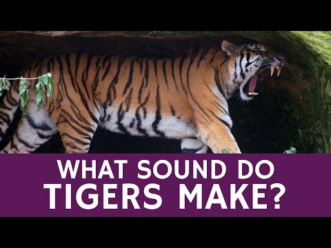 What Sounds Tigers Make Besides Roaring - Types of Animal Infrasound Communication
