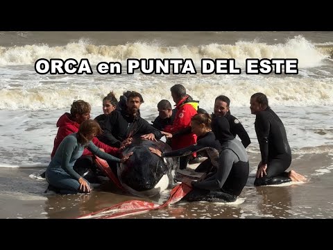 Orca en la Playa Mansa de Punta del Este, 27.04.2026