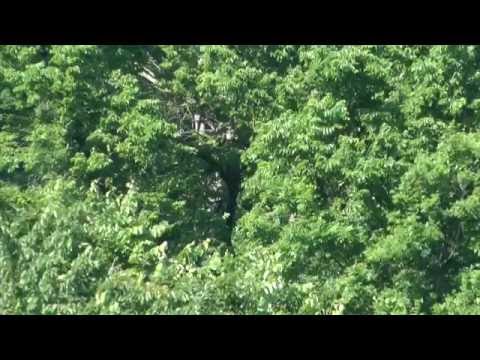 Hays Nest - Hays Eagles - Branching 2016
